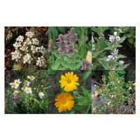 Plantes médicinales traditionnelles (bio) – coffret cadeau de semences