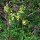 Primevère officinale (Primula veris) bio semences