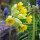 Primevère officinale (Primula veris) bio semences