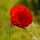 Coquelicot (Papaver rhoeas) bio semences