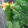 Bette à carde jaune Selektion Sunset  (Beta vulgaris subsp. vulgaris) bio semences