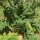 Cardon (Cynara cardunculus) bio semences