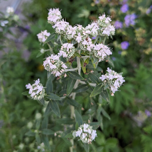 Menthe des montagnes (Pycnanthemum pilosum) bio semences