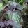 Shiso rouge (Perilla frutescens) graines