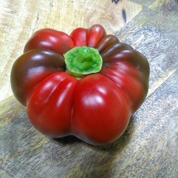 Poivron doux Topepo Rosso (Capsicum annuum) graines