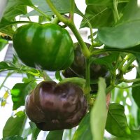 Poivron doux Topepo Rosso (Capsicum annuum) graines