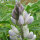 Lupin blanc (Lupinus albus) graines