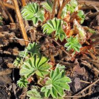 Alchémille des prés (Alchemilla xanthochlora) bio semences