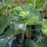 Alchémille des prés (Alchemilla xanthochlora) bio semences