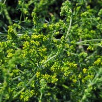 Gaillet/ caille-lait jaune (Galium verum) bio semences