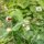 Piloselle (Hieracium pilosella) bio semences