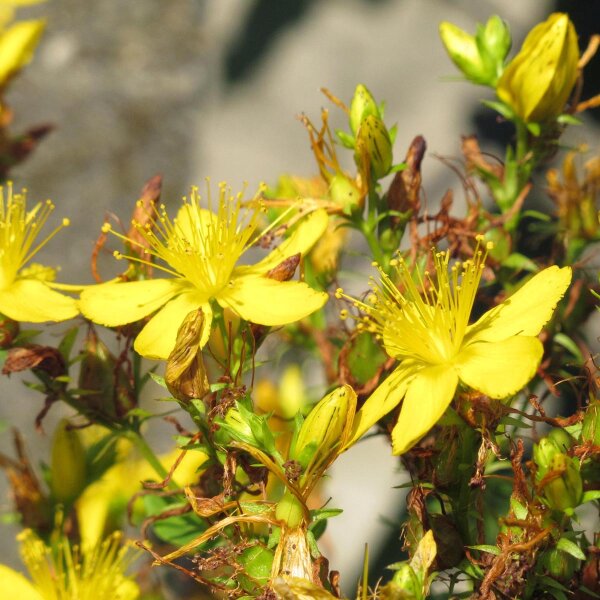 Millepertuis perforé (Hypericum perforatum) bio semences