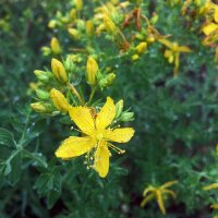 Millepertuis perforé (Hypericum perforatum) bio semences