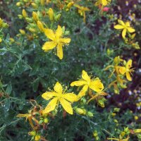 Millepertuis perforé (Hypericum perforatum) bio semences