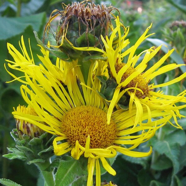 Grande Aunée (Inula helenium) bio semences