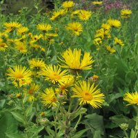 Grande Aunée (Inula helenium) bio semences