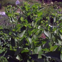 Grande Aunée (Inula helenium) bio semences