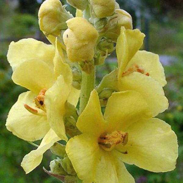 Molène à fleurs denses (Verbascum densiflorum) bio semences