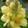 Molène à fleurs denses (Verbascum densiflorum) bio semences