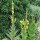 Molène à fleurs denses (Verbascum densiflorum) bio semences