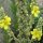 Molène à fleurs denses (Verbascum densiflorum) bio semences