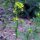 Moutarde blanche (Sinapsis alba) bio semences