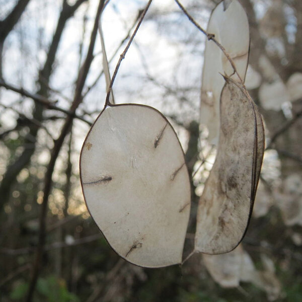 Lunaire annuelle (Lunaria annua) graines