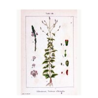 Verveine sauvage (Verbena officinalis) bio semences