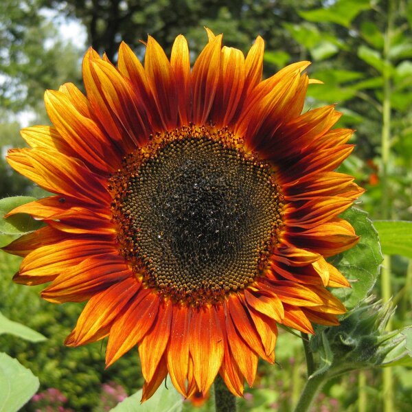 Tournesol "Velvet Queen" (Helianthus annuus) Bio semences