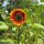 Tournesol "Velvet Queen" (Helianthus annuus) Bio semences