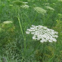 Khella / Herbe-aux-Cure-dents (Ammi visnaga) Bio semences