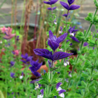 Sauge verte (Salvia viridis) bio semences