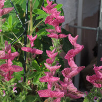 Sauge verte (Salvia viridis) bio semences