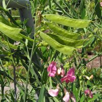 Pois de senteur (Lathyrus odoratus) bio semences