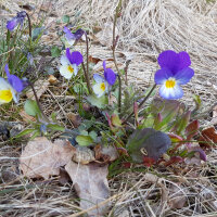 Pensée sauvage (Viola tricolor) bio semences
