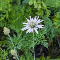 Immortelle Lumina Xeranthemum annuum) bio semences