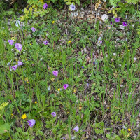 Immortelle Lumina Xeranthemum annuum) bio semences