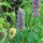 Menthe coréenne (Agastache rugosa) bio semences