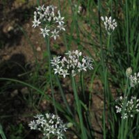 Ciboule chinoise (Allium tuberosum) bio semences