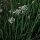 Ciboule chinoise (Allium tuberosum) bio semences