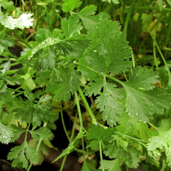 Coriandre lemon Dwarf Lemon (Coriandrum sativum) bio semences