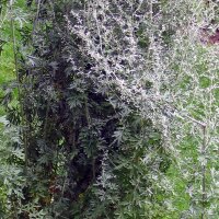 Grande absinthe (Artemisia absinthium) bio semences