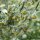 Grande absinthe (Artemisia absinthium) bio semences