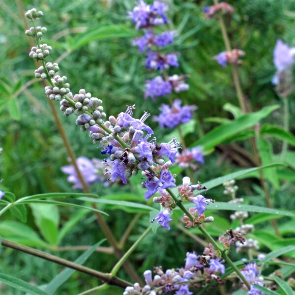 Gattilier / Arbre au Poivre (Vitex agnus-castus) bio semences