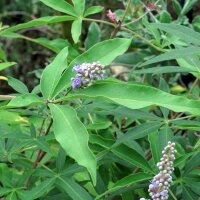 Gattilier / Arbre au Poivre (Vitex agnus-castus) bio semences