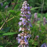 Gattilier / Arbre au Poivre (Vitex agnus-castus) bio semences