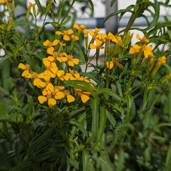 Tagète Lucida/ Yauhtli (Tagetes lucida) bio semences