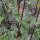 Valériane des collines (Valeriana officinalis) bio semences