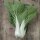 Chou de chine / Bok Choy / pak choi Tai Sai (Brassica rapa subsp. chinensis) bio semences