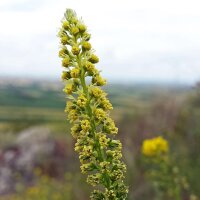 Mélange de fleurs sauvages (10 g pour une surface denviron 5 m²)